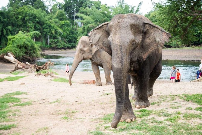 2 day 1 night Elephant World Kanchanaburi from Bangkok - Two Days in Kanchanaburi: What You’re Signing Up For