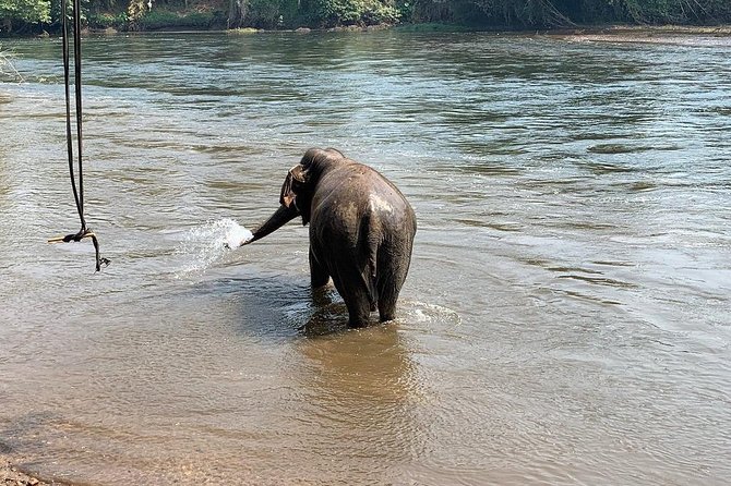 2 day 1 night Elephant World Kanchanaburi from Bangkok - Bathing Time and Close Contact: Good for Some, a Question for Others
