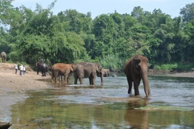 2 day 1 night Elephant World Kanchanaburi from Bangkok - Day 1 at ElephantsWorld: Meeting the Elephants and Learning the Routine