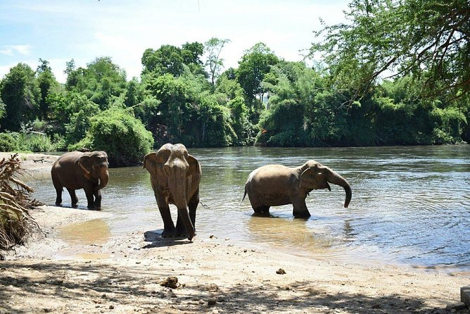2 day 1 night Elephant World Kanchanaburi from Bangkok - Service, Guides, and the Day’s Pace (Than Included)