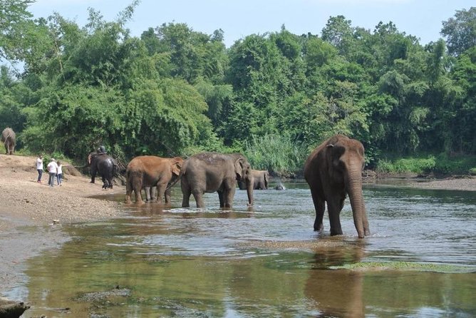 2 day 1 night Elephant World Kanchanaburi from Bangkok - Day 1 at ElephantsWorld: Meeting the Elephants and Learning the Routine