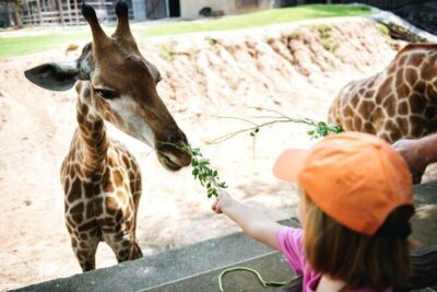 Bangkok: Safari world & Marine park - Safari World’s animal drive and the jungle cruise vibe