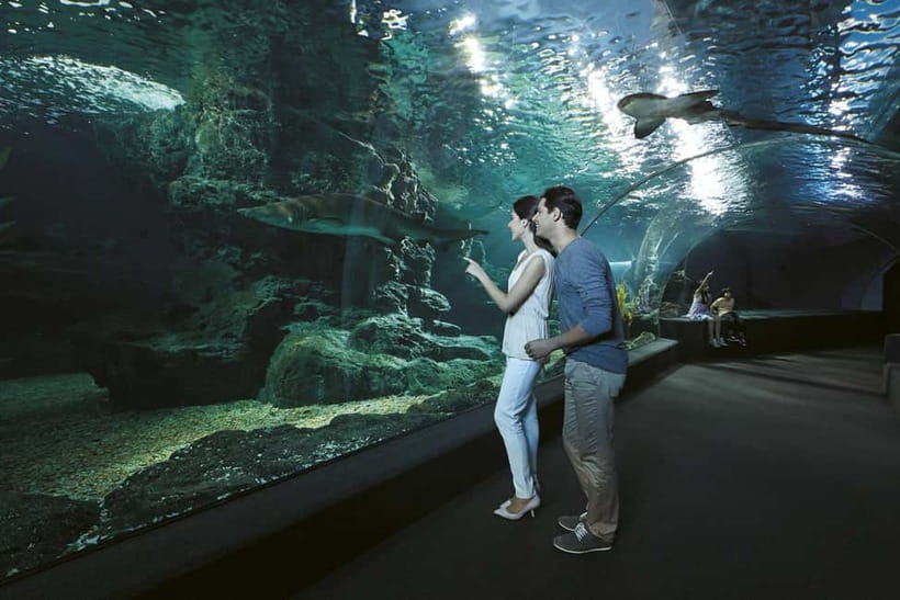 Bangkok: SEA LIFE Bangkok & Madame Tussauds Entry Ticket - SEA LIFE Bangkok Ocean World at Siam Paragon: what you’re really paying for