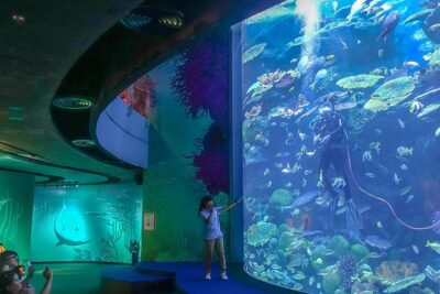 Bangkok SEA LIFE & Madame Tussauds Combo with Hotel Transfers - Sea Life Bangkok Ocean World: fish tanks, big moments, and the meal break