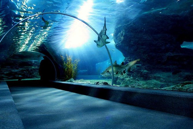 Bangkok SEA LIFE & Madame Tussauds Combo with Hotel Transfers - Should you book the Bangkok Sea Life and Madame Tussauds combo?