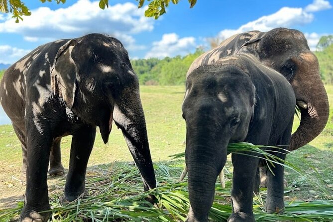 Erawan Waterfall and Elephant care from Bangkok -Private Tour - Key points