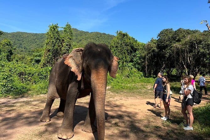 Ethical Elephant Watching Tour From Bangkok & Pattaya - Key highlights to know before you go