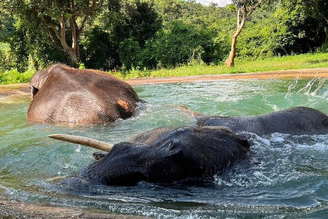 Ethical Elephant Watching Tour From Bangkok & Pattaya - Why this ethical elephant tour works as a Bangkok or Pattaya day trip