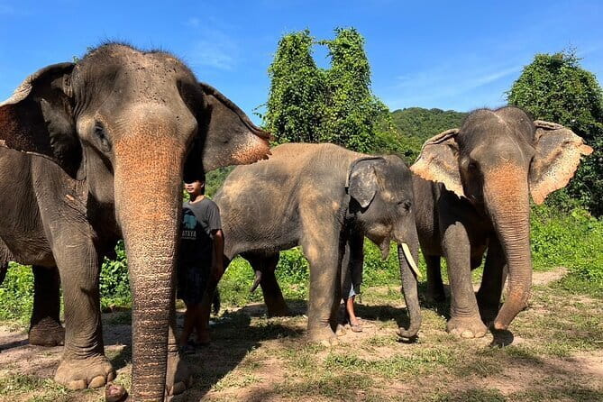 Ethical Elephant Watching Tour From Bangkok & Pattaya - How the 8-hour timing typically feels (and what can throw it off)