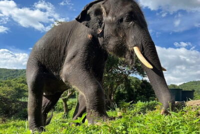 Ethical Elephant Watching Tour From Bangkok & Pattaya - Living Green Elephant Sanctuary: what “ethical” means in practice here