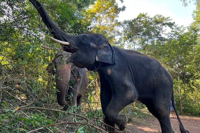 Ethical Elephant Watching Tour From Bangkok & Pattaya - Price and value: is $115 a fair deal?