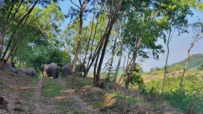 From Bangkok: Living Green Elephant Sanctuary Day Trip - Getting There From Bangkok: Pickup Options and the Traffic Reality