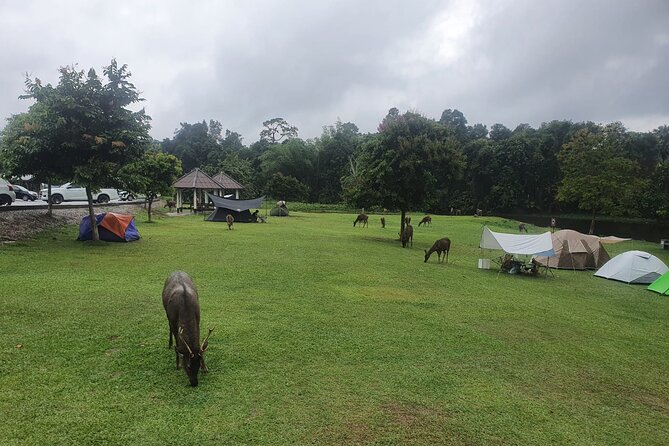 Khao Yai National Park Full Day - Haew Suwat Waterfall: pretty cascades, plus the deer stop