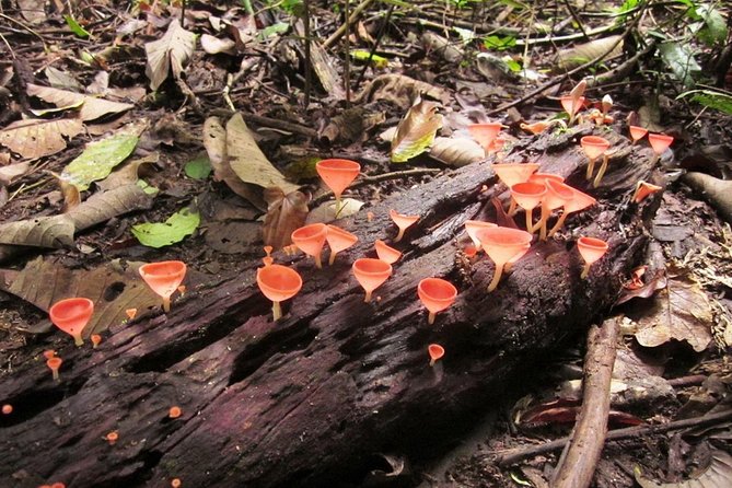 Khao Yai National Park Hiking Day Tour: Haew Narok and Haew Suwat - Guides That Make It Worth It (Names You May Hear)
