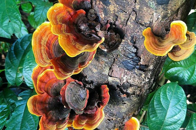 Khao Yai National Park Hiking Day Tour: Haew Narok and Haew Suwat - Price and Value: What $185.74 Includes and Why It Can Make Sense
