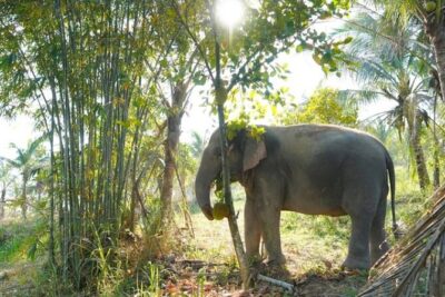 Living Green Elephant Sanctuary Tour from Bangkok and Pattaya - Getting There From Bangkok (And Why Timing Matters)