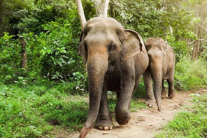 Private Tour to Kanchanaburi Death Railway and Elephant Haven - Key highlights to know before you go