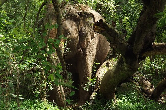 Private Tour to Kanchanaburi Death Railway and Elephant Haven - Elephant Haven Thailand: feeding, bathing, and what to pack