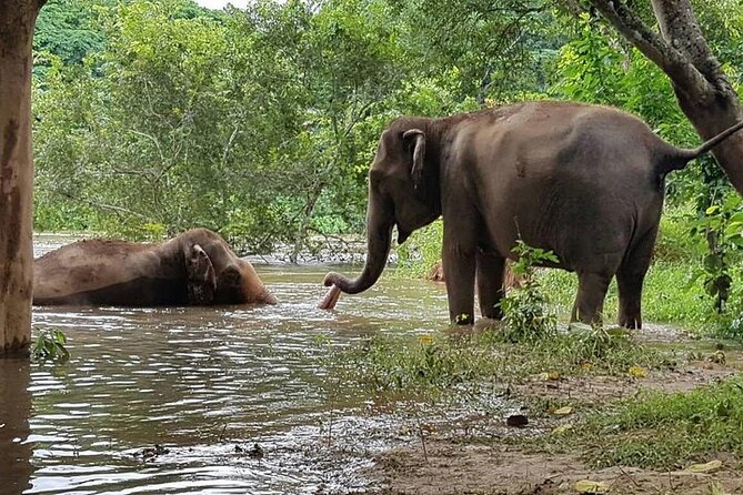 Private Tour to Kanchanaburi Death Railway and Elephant Haven - Logistics that can affect your comfort