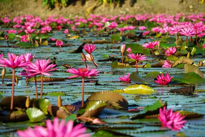 Red Lotus garden market with Thai culture halfday tour - Red Lotus Floating Market in 3 Hours: What to Do and What to Expect