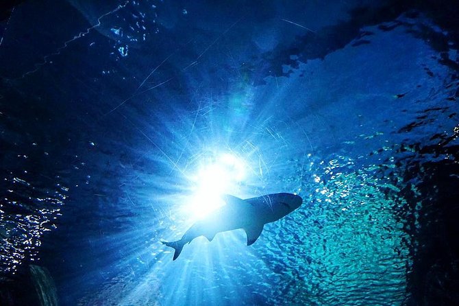 Sea Life Bangkok Ocean World Tickets - SEA LIFE Bangkok Ocean World Tickets: How the Day Feels in Real Life