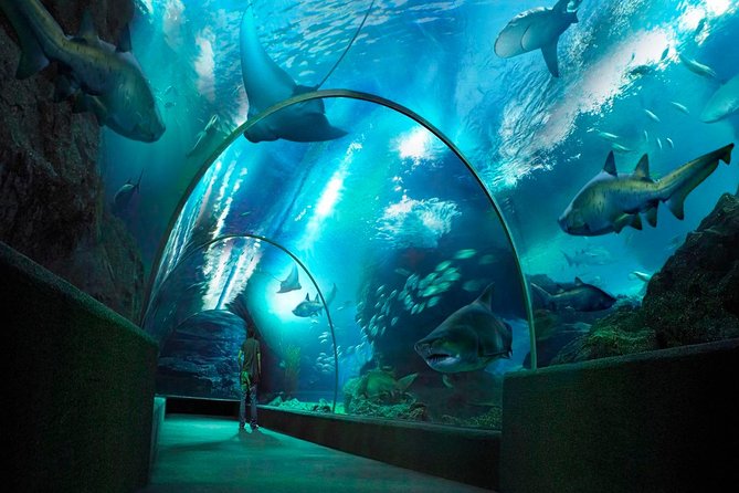 Sea Life Bangkok Ocean World Tickets - Entering the Aquarium: 7 Zones and the Layout That Helps You Choose