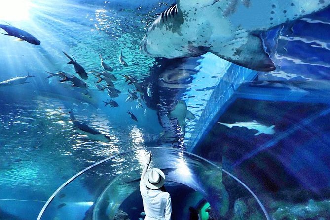 Sea Life Bangkok Ocean World Tickets - Siam Paragon as a Free Stop: Make It a Smooth Bangkok Afternoon