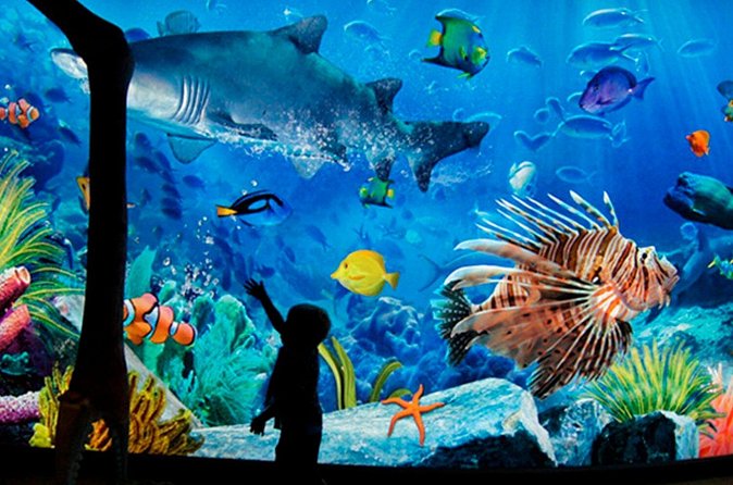 Sea Life Bangkok Ocean World Tickets - Timing Tips: Making the 9:00–20:00 Window Work