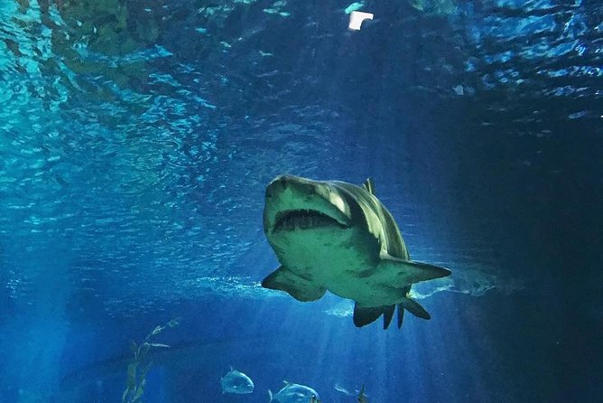 Sea Life Bangkok Ocean World Tickets - Price and Value: What You’re Really Paying For