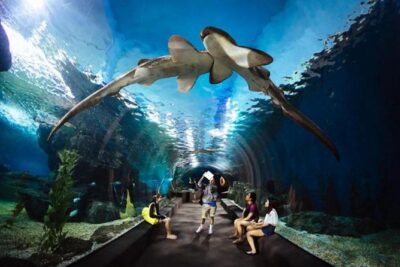 SEA LIFE Ocean World at Bangkok Admission Ticket - Open Ocean’s 270-degree tunnel: the moment people remember