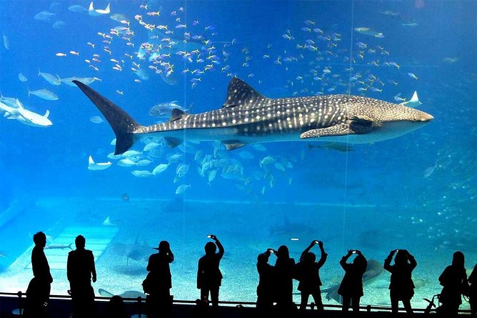 SEA LIFE Ocean World at Bangkok Admission Ticket - Animal expectations: sharks are there, but whale shark plans can be risky