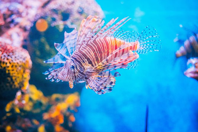 SEA LIFE Ocean World at Bangkok Admission Ticket - Ticket value at $62.93: what you’re really paying for