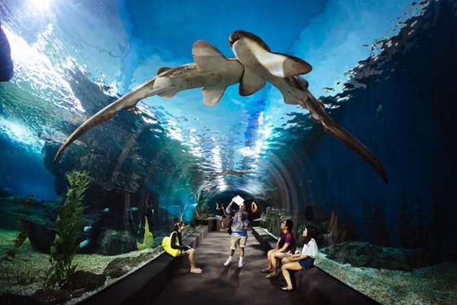 SEA LIFE Ocean World at Bangkok Admission Ticket - Open Ocean’s 270-degree tunnel: the moment people remember